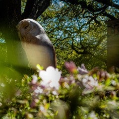 owl